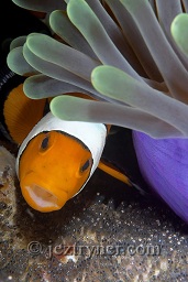 A Western / false clownfish (Amphiprion ocellaris) oxygenating it's eggs next to it's purple host anemone, East of Eden. The Similan islands, Andaman sea, Indian Ocean, 

Thailand, Asia

A Western / false clownfish (Amphiprion ocellaris) oxygenating it's eggs next to it's purple host anemone, East of Eden. The Similan islands, Andaman sea, Indian Ocean, 

Thailand, Asia