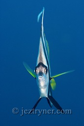 Schooling bannerfish (Heniochus diphreutes) hanging in the blue,

 The Similan islands, Andaman sea, Indian Ocean, 

Thailand, Asia

Schooling bannerfish (Heniochus diphreutes) hanging in the blue,

 The Similan islands, Andaman sea, Indian Ocean, 

Thailand, Asia