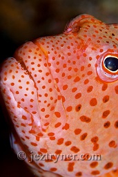 Forsters hawkfish (paracirrhites forsteri) close up head shot,

 Koh Ta-Chai, Andaman sea, Indian Ocean, 

Thailand, Asia

Forsters hawkfish (paracirrhites forsteri) close up head shot,

 Koh Ta-Chai, Andaman sea, Indian Ocean, 

Thailand, Asia