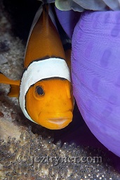 A Western / false clownfish (Amphiprion ocellaris) oxygenating it's eggs next to it's purple host anemone, East of Eden. The Similan islands, Andaman sea, Indian Ocean, 

Thailand, Asia

A Western / false clownfish (Amphiprion ocellaris) oxygenating it's eggs next to it's purple host anemone, East of Eden. The Similan islands, Andaman sea, Indian Ocean, 

Thailand, Asia